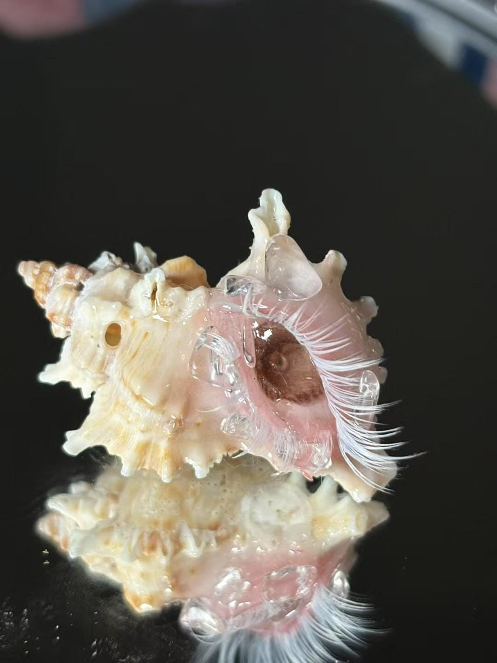 Weeping Eye Shell Candle Holder — view 9